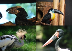 parcoiseaux