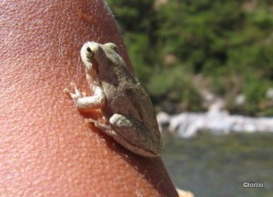 grenouille-002