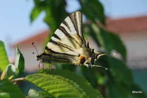 2011-04-17-divers maison 026